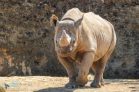 Rhinocéros noir