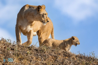 lionne et lionceau