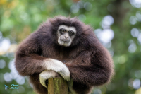 Gibbon à mains blanches