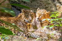 léopard du Sri Lanka