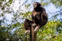 Gibbon à mains blanches