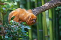 Tamarin lion doré