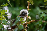 Tamarin à crête blanche