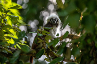 Tamarin à crête blanche