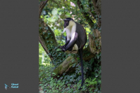 Cercopithèque de Roloway