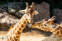 Girafe de kordafan