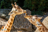 Girafe de kordafan