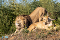 Lion lionne