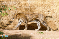 léopard du Sri Lanka