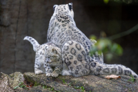 Panthère des neiges