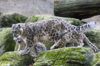 Panthère des neiges