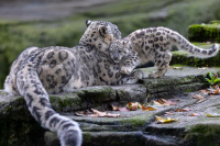 Panthère des neiges