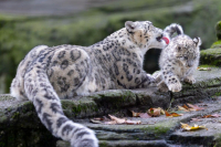 Panthère des neiges