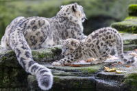 Panthère des neiges