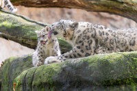 Panthère des neiges