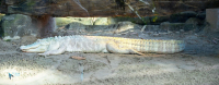 Alligator du Mississippi-Albinos