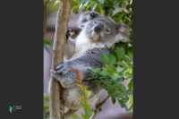 Koala du Queensland.