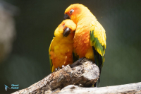 Conure soleil,