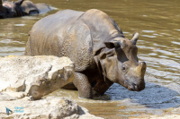 Rhinocéros indien