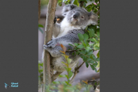 Koala du Queensland