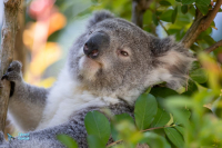 Koala du Queensland