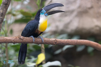 Toucan à gorge jaune et blanche