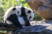 Panda géant.
