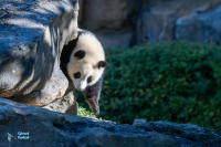 Panda géant. Captivité.