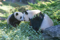 Panda géant.