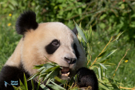 Panda géant.