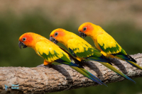 Conure soleil,