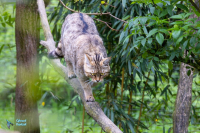 Chat forestier-sauvage