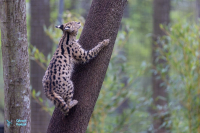 Serval