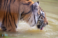 Tigre de Sibérie