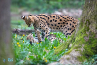 Serval