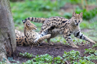 Serval