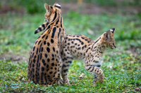 Serval