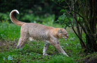 Chat de Temming