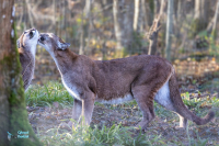 Puma - Cougar