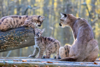 Puma - Cougar