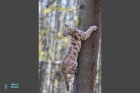Puma - Cougar