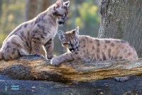 Puma - Cougar