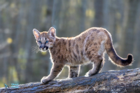 Puma - Cougar