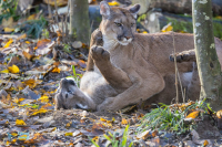 Puma - Cougar