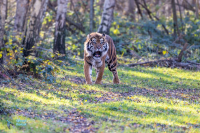 Tigre de Sumatra