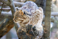 Chat léopard de Sibérie