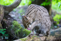 Chat pêcheur