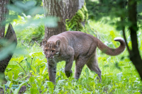 Chat de Temming