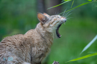 Chat de Gordoni
