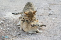 Chat des sables